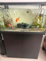 125 liter aquarium, Ophalen of Verzenden, Gebruikt, Leeg aquarium