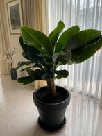 Bananenplant, Huis en Inrichting, Kamerplanten, 100 tot 150 cm, Ophalen of Verzenden, In pot, Volle zon