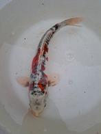 Koi., Karper of Koi