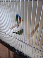 Splendid parkieten, Meerdere dieren, Parkiet, Geringd