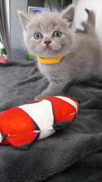 Britse korthaar kittens nog 4 katertjes beschikbaar, Dieren en Toebehoren, Meerdere dieren, Ingeënt