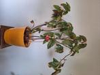 Grote kamerplant, Huis en Inrichting, Kamerplanten, Ophalen, Overige soorten, In pot, Minder dan 100 cm