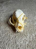 Schedel Kat, Ophalen of Verzenden, Gebruikt, Hond of Kat, Schedel