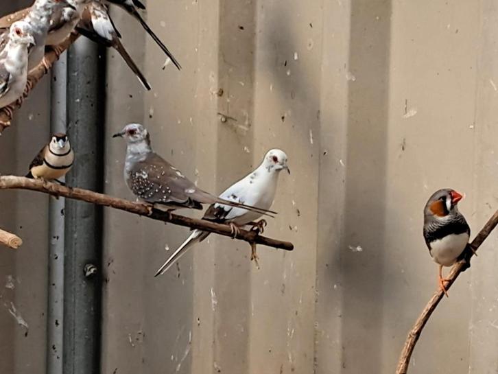 Bonte diamantduiven, Dieren en Toebehoren, Vogels | Duiven, Overige soorten, Meerdere dieren