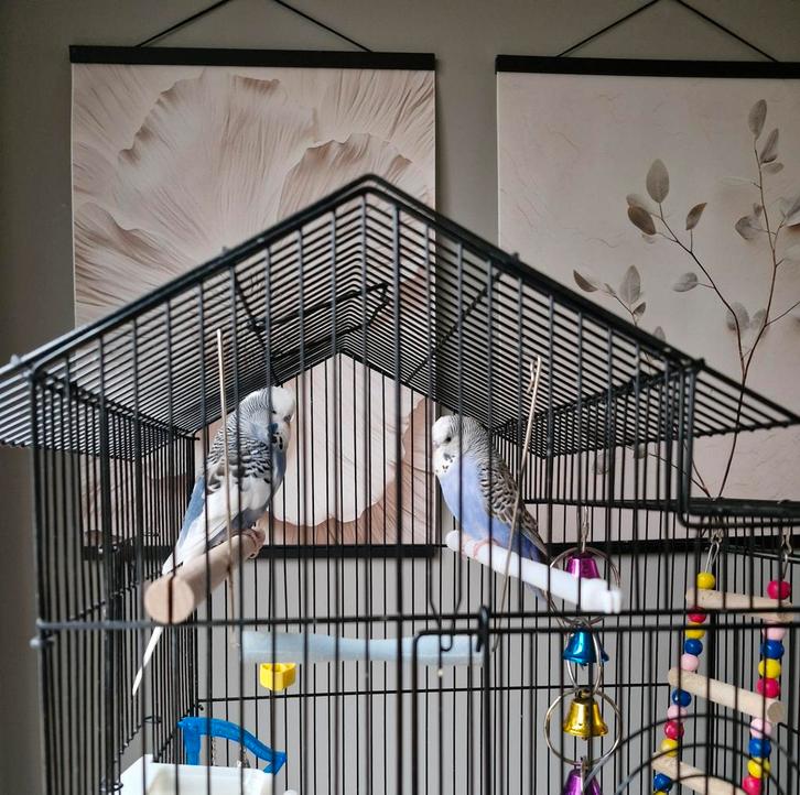 2 Engelse Graspakieten met kooi en toebehoren, Dieren en Toebehoren, Vogels | Hokken en Kooien, Gebruikt, Vogelkooi, Metaal, Ophalen