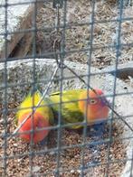 Broed rijp fisheri OPALINE euwing koppel