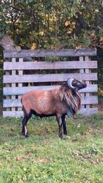 Kameroen dekram, Dieren en Toebehoren, Schapen, Geiten en Varkens, Mannelijk, Schaap, 0 tot 2 jaar
