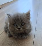 Britse Korthaar kittens, Dieren en Toebehoren, Katten en Kittens | Raskatten | Langhaar, Meerdere dieren, 0 tot 2 jaar