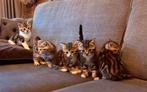 Schattige speelse kittens cyperse., Dieren en Toebehoren, Meerdere dieren