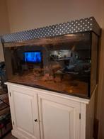Groot aquarium 120x60x50 compleet, Ophalen of Verzenden, Zo goed als nieuw, Leeg aquarium