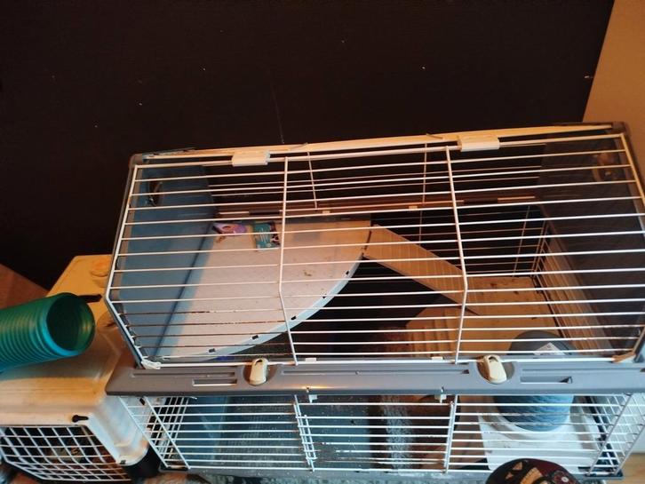 Male Angora Ferret, Dieren en Toebehoren, Knaagdieren en Konijnen | Hokken en Kooien, Zo goed als nieuw, Kooi, Minder dan 60 cm