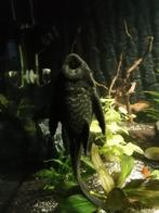 Zeilvin pleco / harnasmeerval, Dieren en Toebehoren, Vissen | Aquariumvissen, Zoetwatervis, Vis