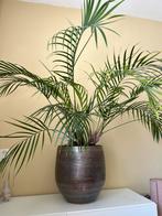 Palm plant, Huis en Inrichting, Kamerplanten, Ophalen of Verzenden, Palm, 100 tot 150 cm