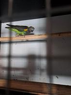 Pop meyer te koop, Dieren en Toebehoren, Vrouwelijk, Papegaai, Geringd