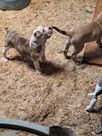 Kruising Cane Corso x Bullmastiff x Amerikaanse bulldog pups, Dieren en Toebehoren, Overige rassen, 8 tot 15 weken, Meerdere, Meerdere dieren