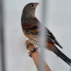 Kapoetsensijs f1, Dieren en Toebehoren, Vogels | Kanaries, Vrouwelijk, Bastaard