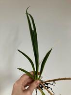 Kleine Sanseveria stek kamerplant 2,50, Ophalen of Verzenden, Halfschaduw, Minder dan 100 cm