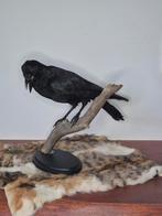 opgezetten kraai!, Verzamelen, Dierenverzamelingen, Ophalen of Verzenden, Nieuw, Vogel, Opgezet dier