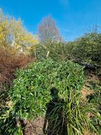 Tuin/klusjesman gezocht?, Ophalen, Zomer, Volle zon, Overige soorten