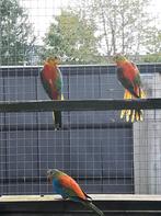 Turquoisine, Dieren en Toebehoren, Vogels | Parkieten en Papegaaien, Vrouwelijk, Parkiet, Geringd