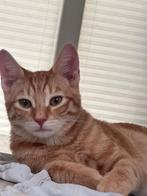 1 kitten van 7 maanden over van het nestje| Gratis, Dieren en Toebehoren, Katten en Kittens | Raskatten | Korthaar, Kater, 0 tot 2 jaar