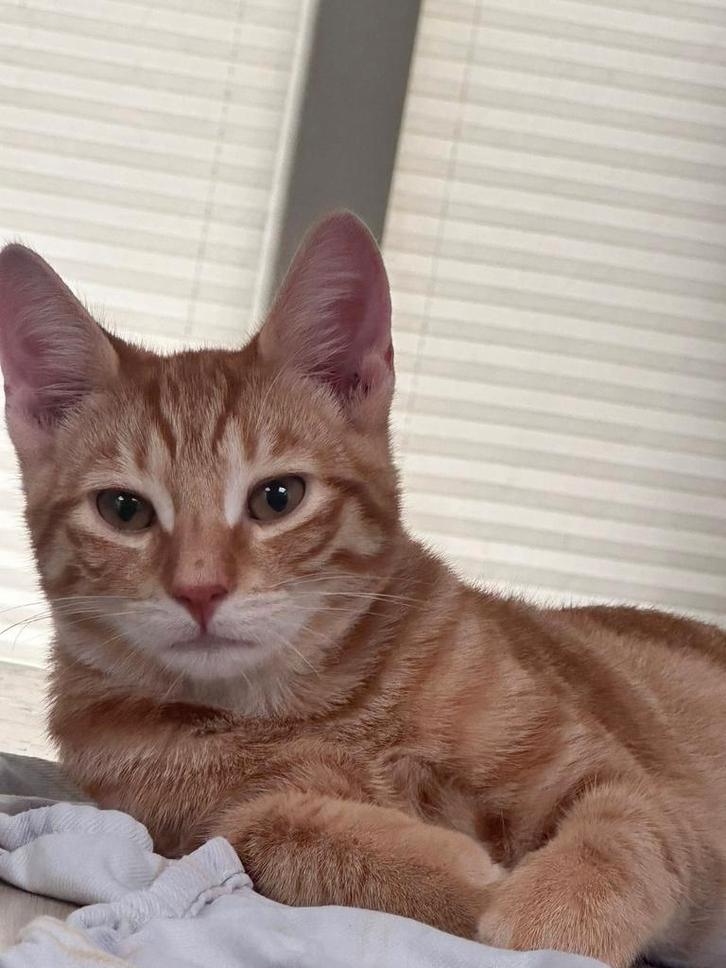 1 kitten van 7 maanden over van het nestje| Gratis, Dieren en Toebehoren, Katten en Kittens | Raskatten | Korthaar, Kater, 0 tot 2 jaar