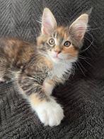 Lieve maine coon kittens, Meerdere dieren, Gechipt, 0 tot 2 jaar
