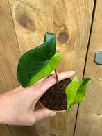 Alocasia zebrina variegata plant green noi contorta halfmoon, Huis en Inrichting, Kamerplanten, Ophalen, Halfschaduw, Minder dan 100 cm