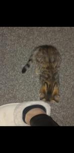 Noorse boskat/ met europese korthaar, Dieren en Toebehoren, Meerdere dieren, Ontwormd, 0 tot 2 jaar