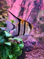 Redback maanvissen, Vis