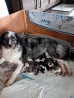Puppy's, Dieren en Toebehoren, Rabiës (hondsdolheid), 8 tot 15 weken, Meerdere, Meerdere dieren