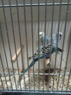 Split blackface parkieten, Dieren en Toebehoren, Vogels | Parkieten en Papegaaien, Meerdere dieren, Parkiet