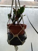 Lidcactus in terracotta pot met macramé plantenhanger, Huis en Inrichting, Kamerplanten, Overige soorten, Minder dan 100 cm, Ophalen of Verzenden
