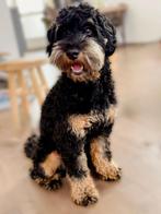 Mini Labradoodle - Litt (1 jaar oud), Dieren en Toebehoren, 1 tot 2 jaar, Eén hond, Nederland, Particulier