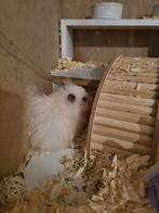 Syrische hamster, Dieren en Toebehoren, Knaagdieren, Mannelijk, Hamster, Tam