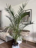 Canarische Dadelpalm / Phoenix Canariensis, Ophalen, Halfschaduw, 150 tot 200 cm