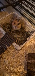 Syrische Hamster., Hamster, Februari, Vrouwelijk, Tam
