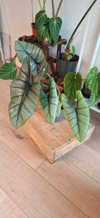 Alocasia Platinum, Overige soorten, In pot, Minder dan 100 cm, Groene kamerplant