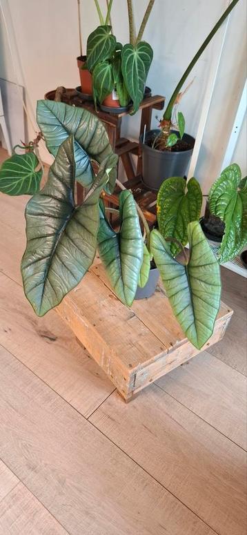 Alocasia Platinum beschikbaar voor biedingen