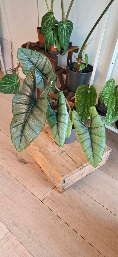 Alocasia Platinum, Huis en Inrichting, Kamerplanten, Overige soorten, Minder dan 100 cm, Groene kamerplant, Halfschaduw, In pot