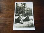 Q30 - Wassenaar - Dierenpark - Leeuwen - Mooi/Oud, Ophalen of Verzenden, 1940 tot 1960, Zuid-Holland