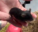 2 gitzwarte muizen muisje beschikbaar, Dieren en Toebehoren, Knaagdieren, April, Muis, Mannelijk, Tam