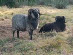 Skudde Dekram 1,5 jaar, Mannelijk, Schaap