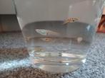 Endler/Fancy guppen, Dieren en Toebehoren, Vis, Zoetwatervis