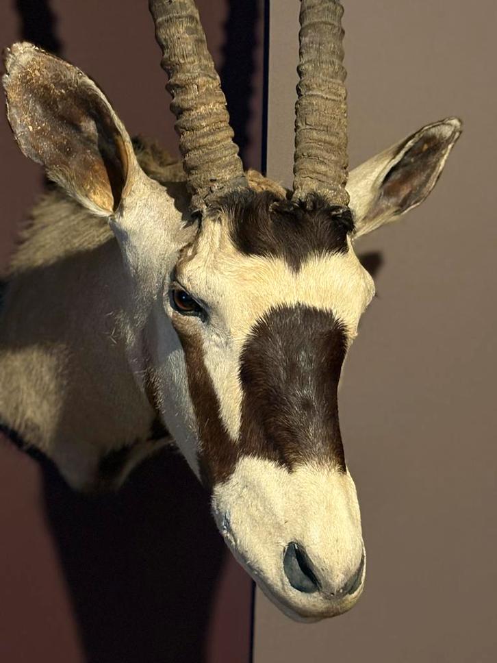 Orix  Trofee - Prachtige wanddecoratie, Antiek en Kunst, Kunst | Overige Kunst, Ophalen