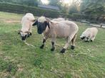 2 walliser schwarznase ooien (stamboek), Dieren en Toebehoren, Vrouwelijk, Schaap