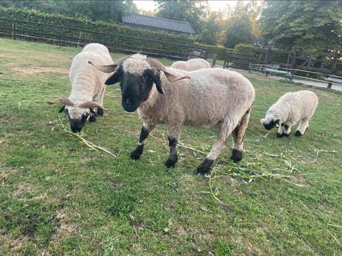 2 walliser schwarznase ooien (stamboek), Dieren en Toebehoren, Schapen, Geiten en Varkens, Schaap, Vrouwelijk
