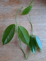 Hoya sp aff desvoeuxensis stekjes, Ophalen of Verzenden, Overige soorten, Minder dan 100 cm