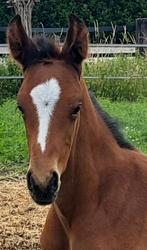 Opfok hengstveulen, Opfok