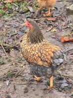 Prachtige Wyandotte Kippen, Jonge Hennen, Dieren en Toebehoren, Pluimvee, Vrouwelijk, Kip